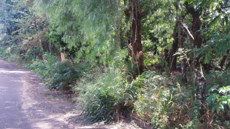 BOSQUE