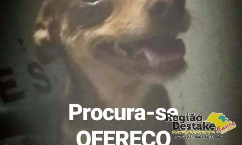 cachorrinho