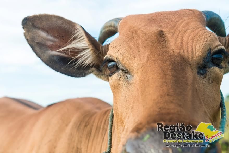 Cute cow closeup