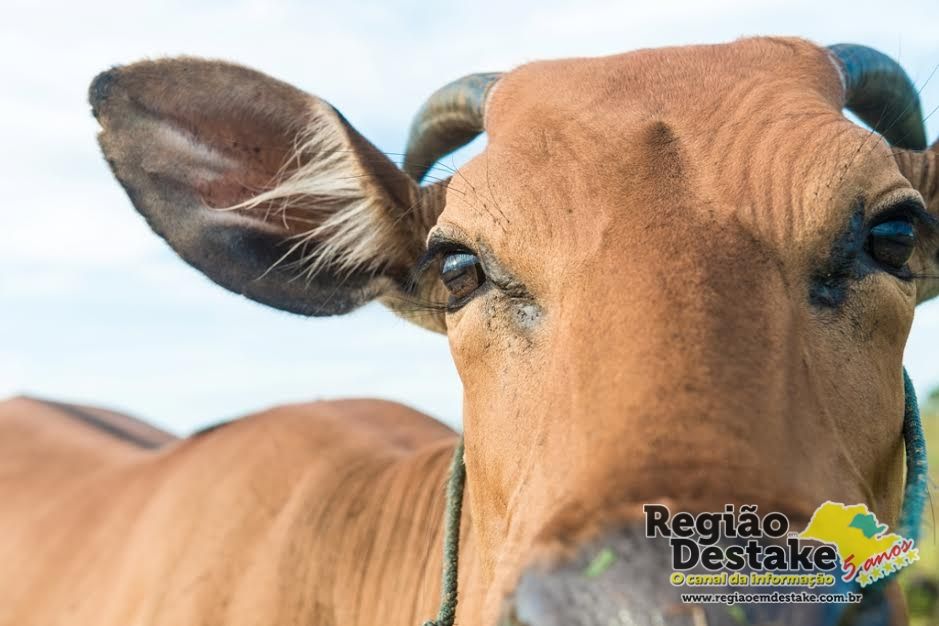 Cute cow closeup