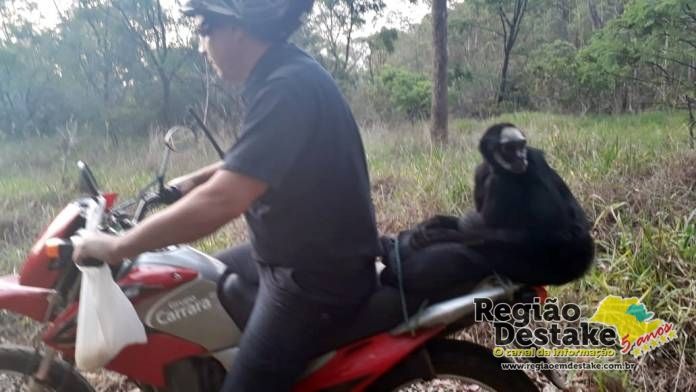 macaca