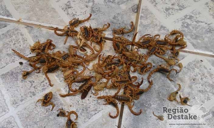 escorpioes