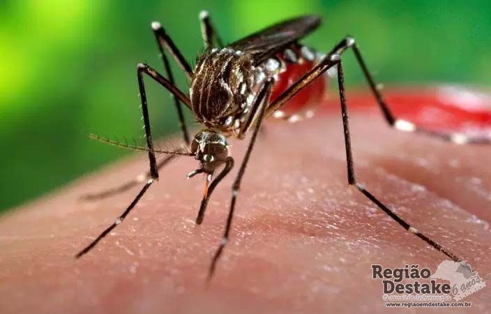 dengue