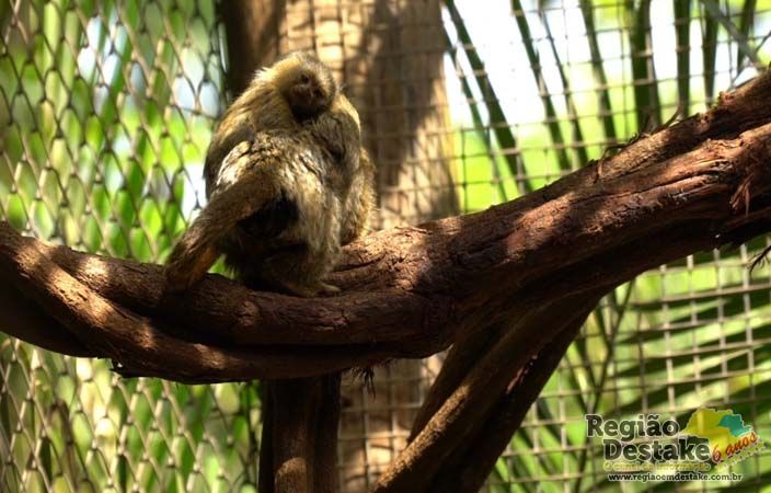 SAGUI
