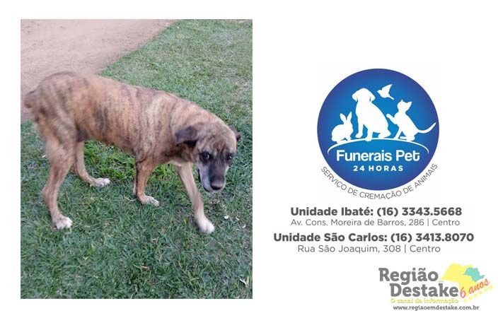 cachorra