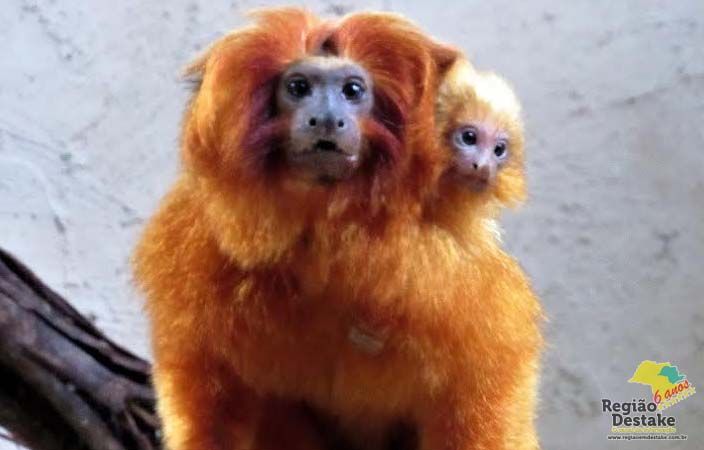 MICOLEAO