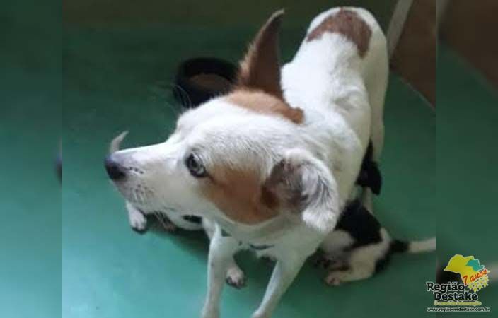 CACHORRA