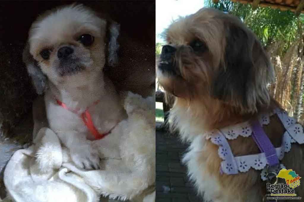 CACHORRINHAS