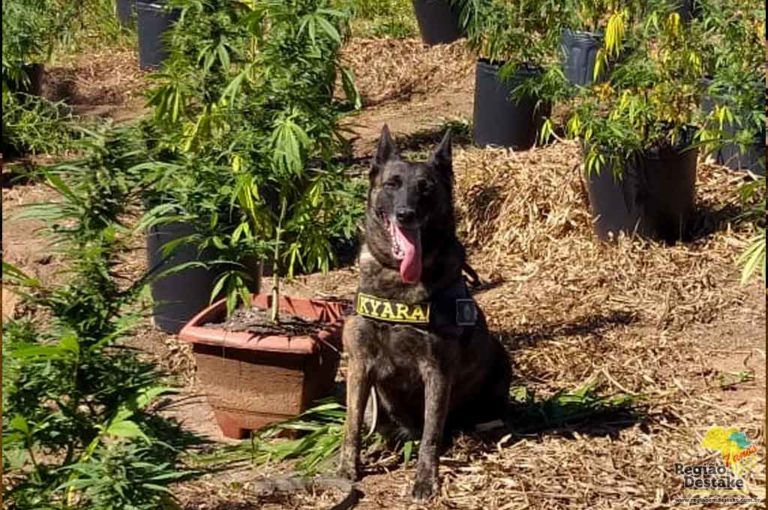 maconha001