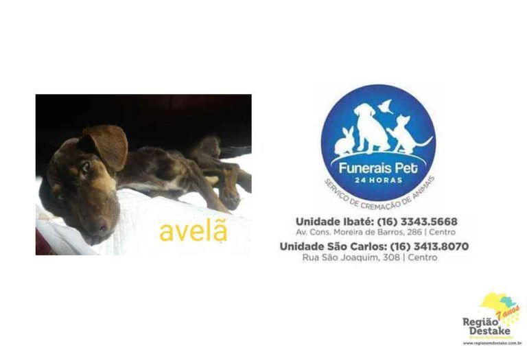 AVELÃ