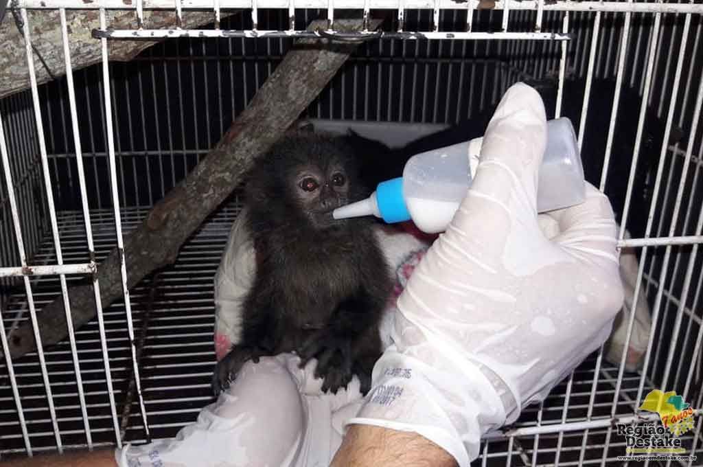 SAGUI