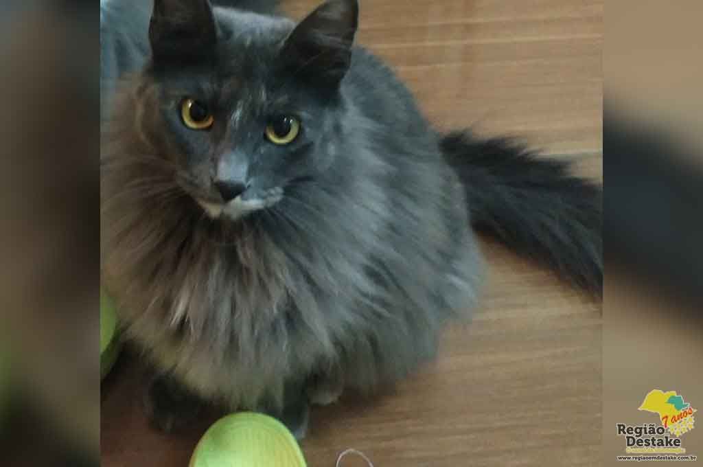 gata01