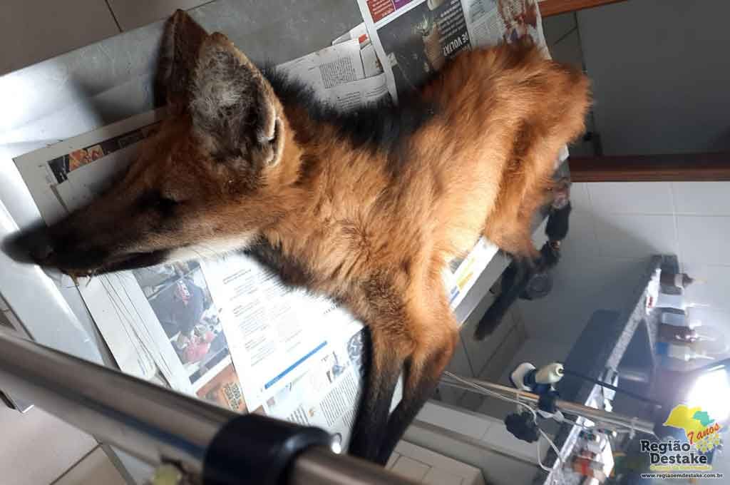 lobo002