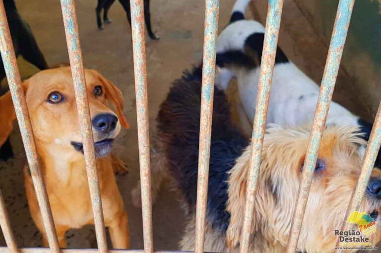ANIMAIS