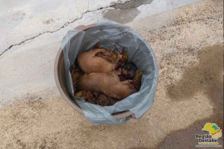 CACHORRINHOS01