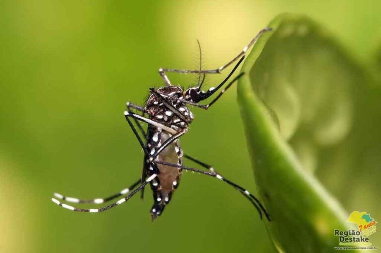 DENGUE001