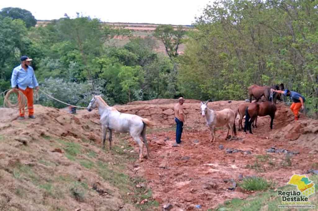 cavalos