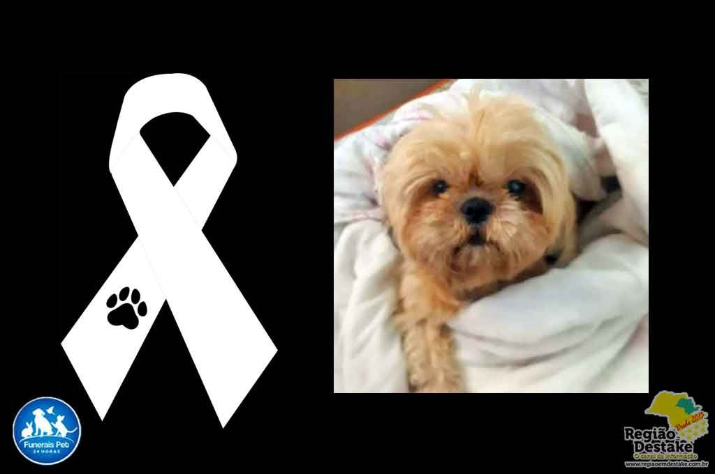 cachorrinho-pedrinho