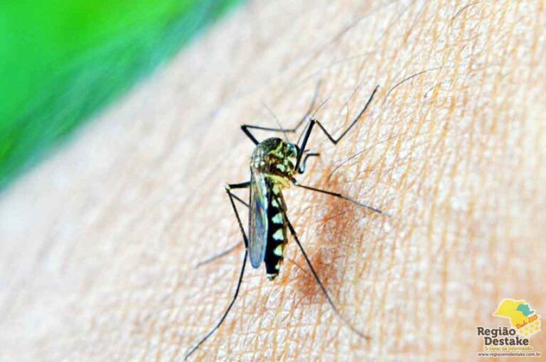 dengue00