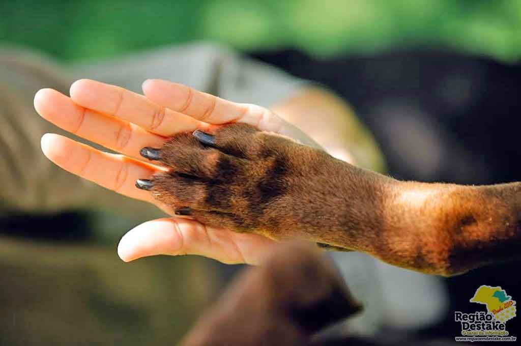 ANIMAIS