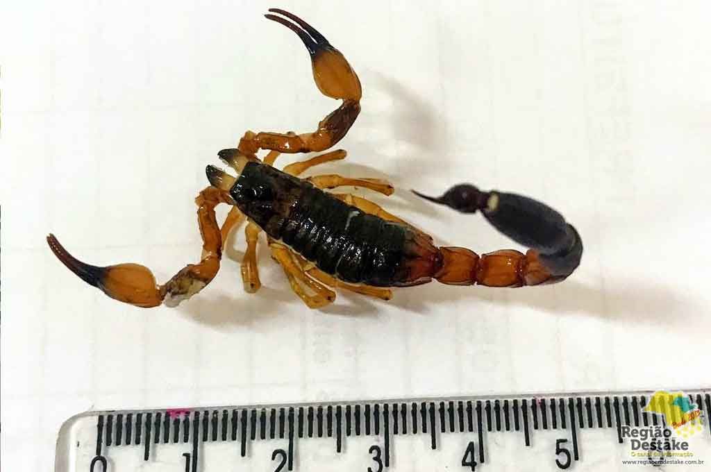 ESCORPIAO