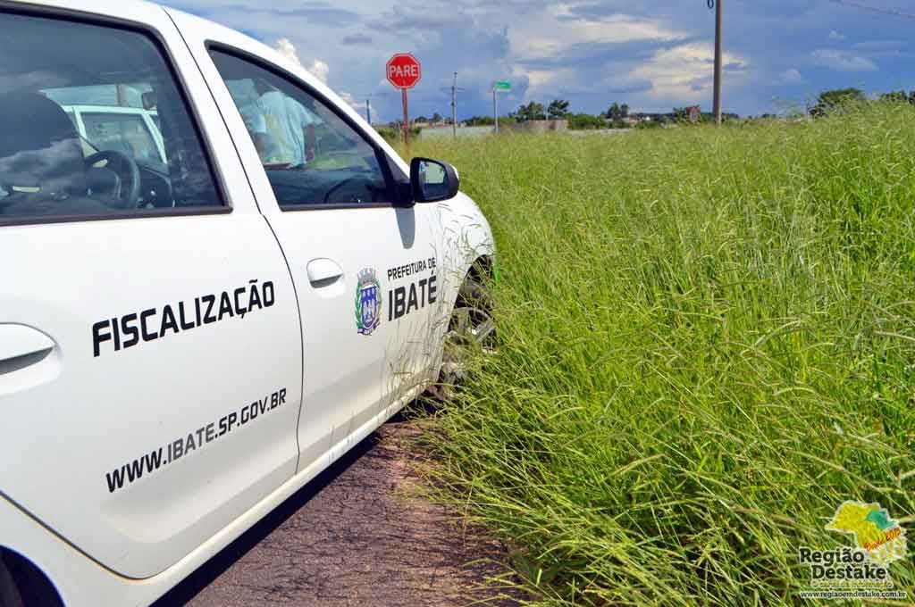 mato-alto