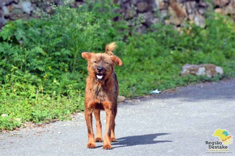 CACHORRORUA