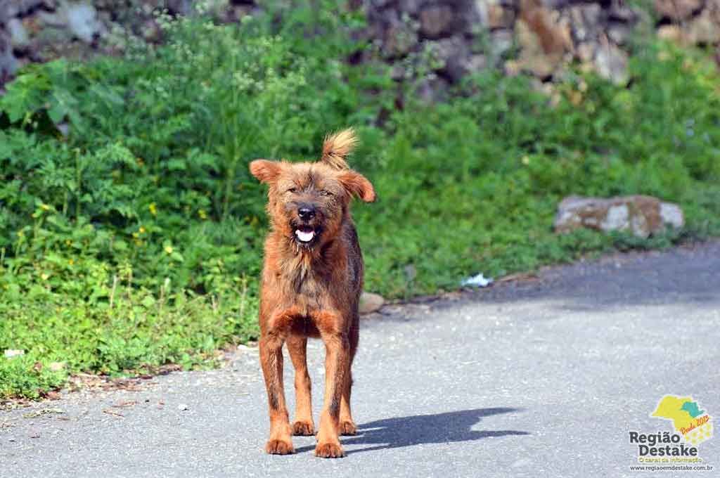 CACHORRORUA