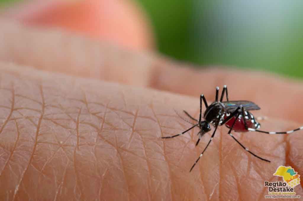 dengue-sc