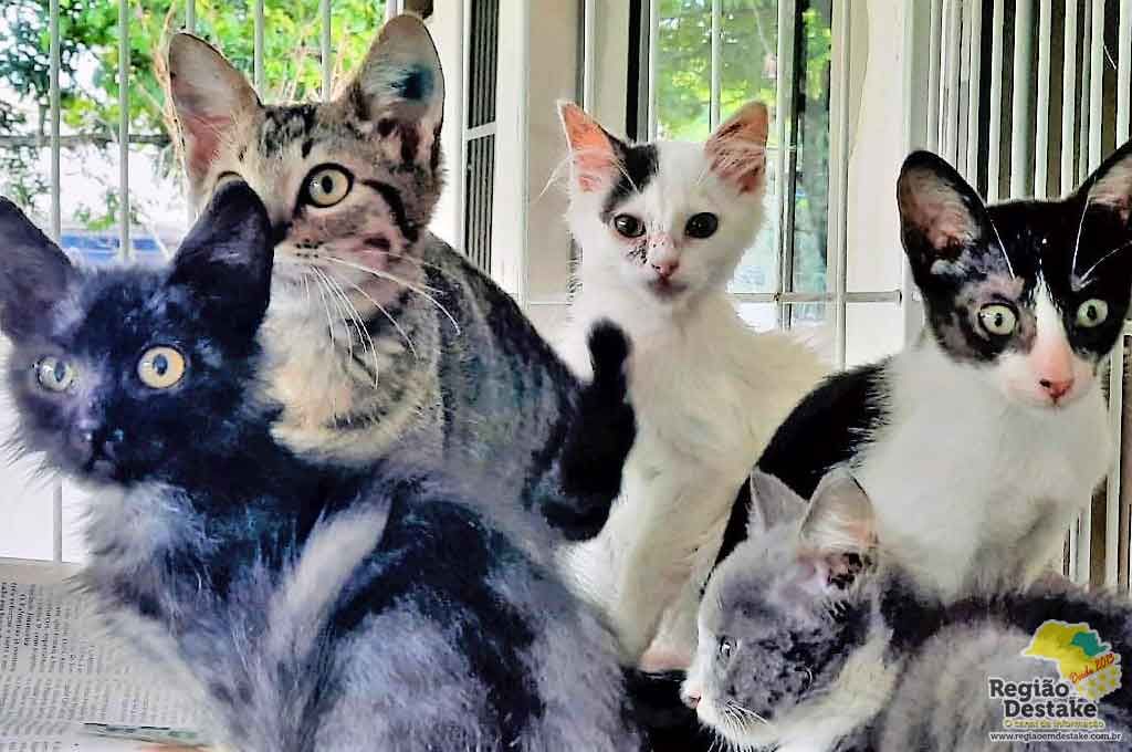GATOSSC