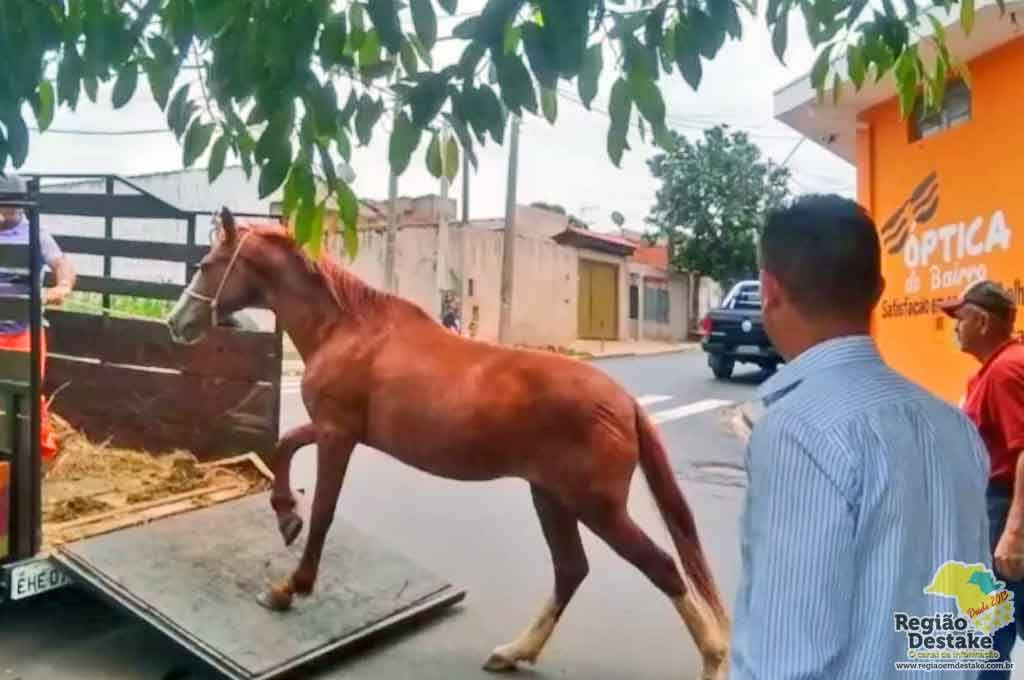 CAVALO2