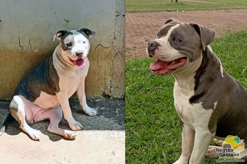 cachorros