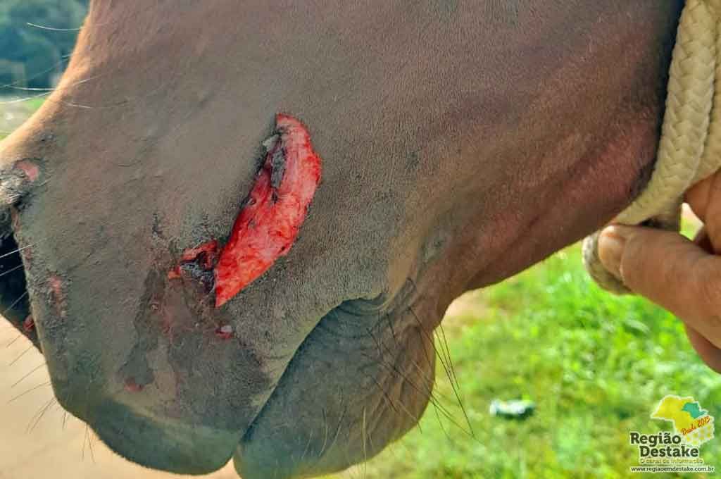 CAVALO4