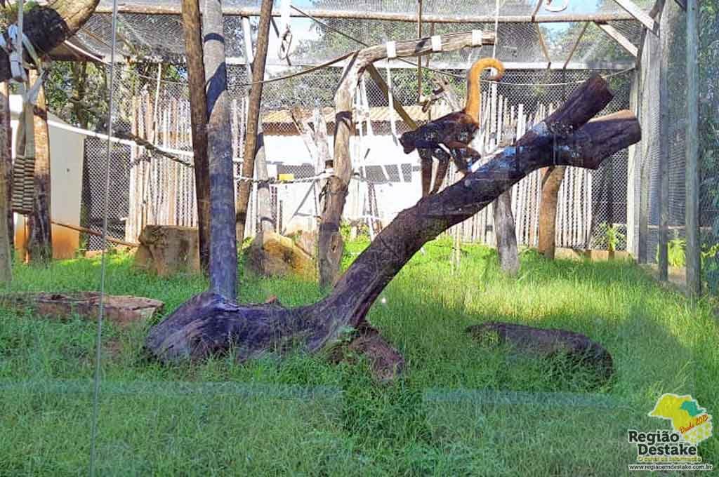 Macaco-aranha-de-cara-branca - Portal Amazônia