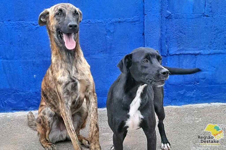 animais