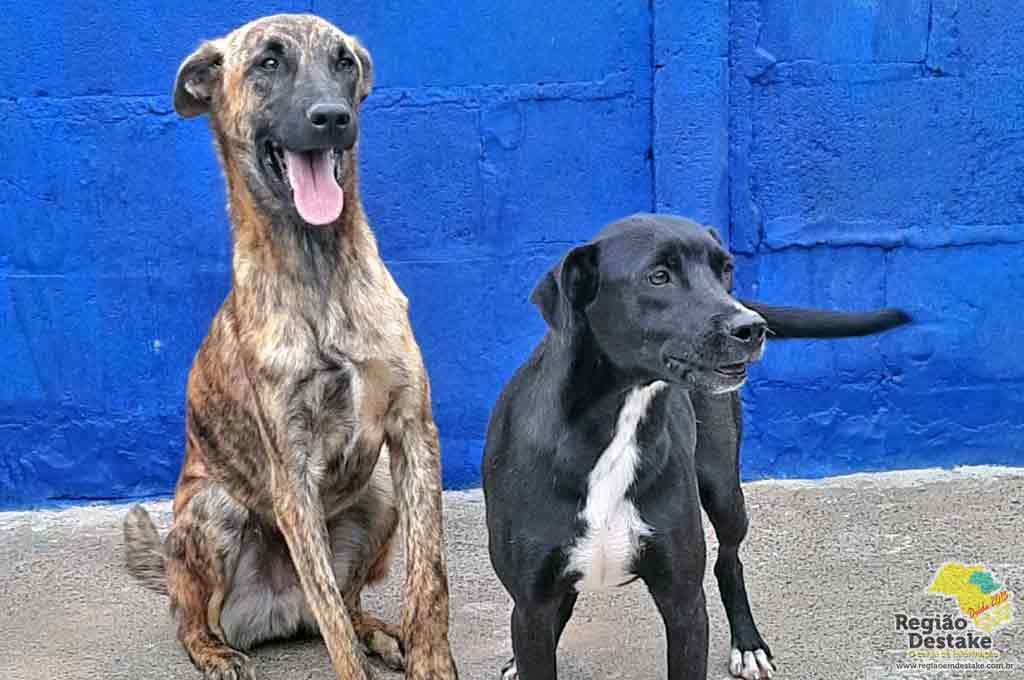 animais