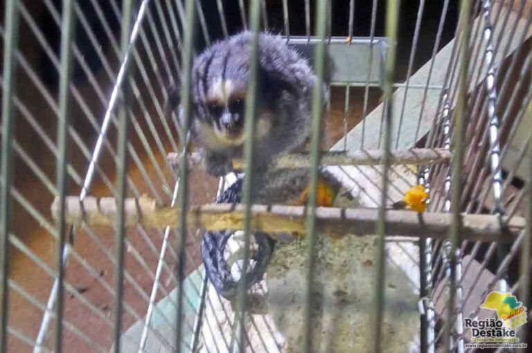 macaco