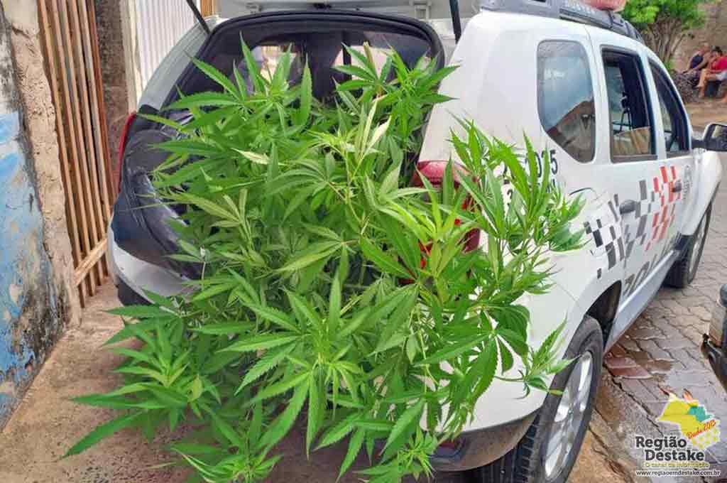 maconha1