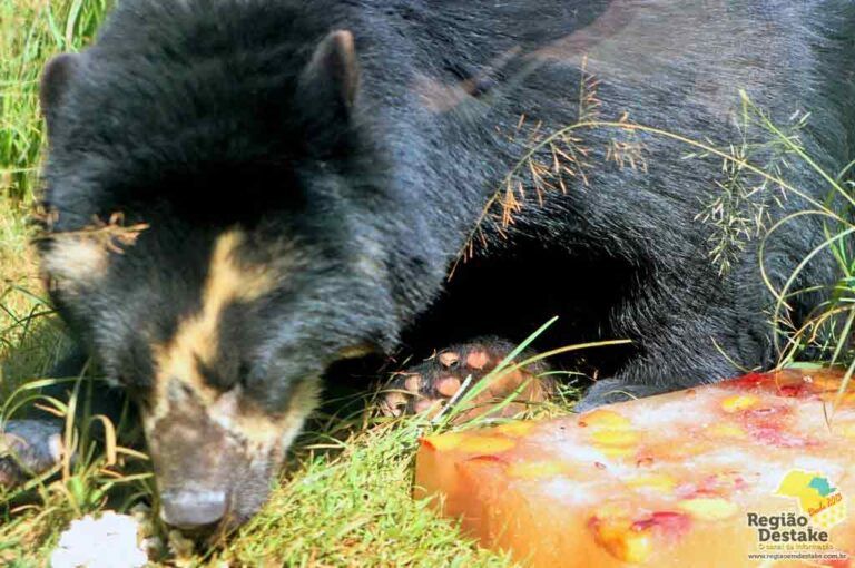 urso1