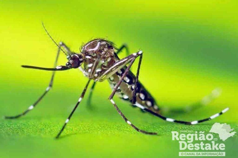 dengue1