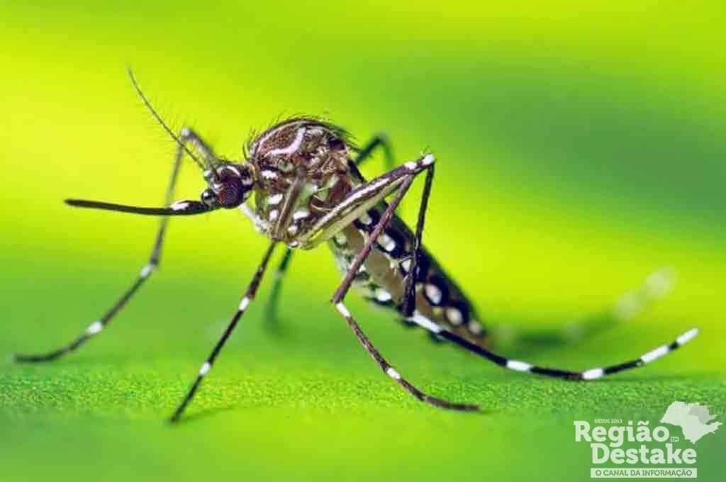 dengue1
