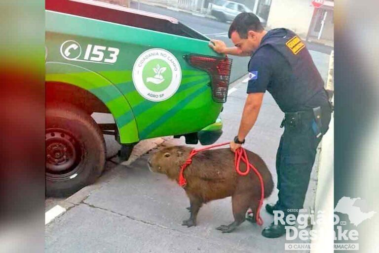 capivara