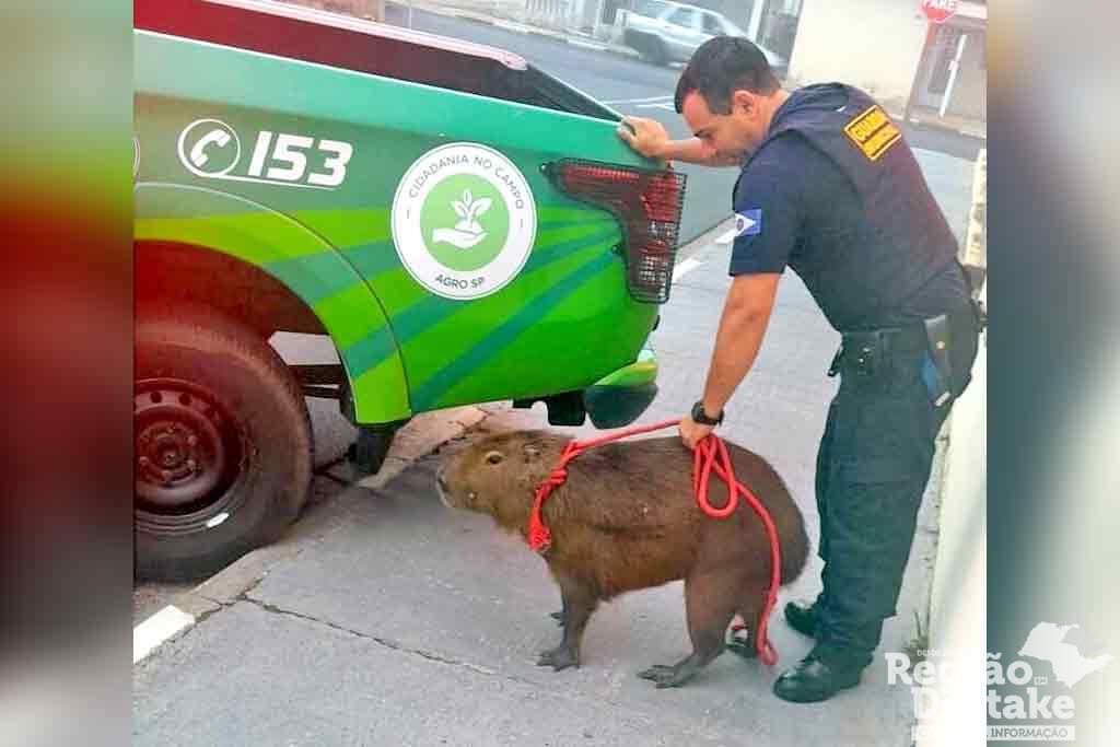 capivara