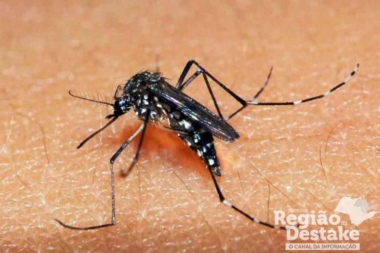 dengue-araraquara