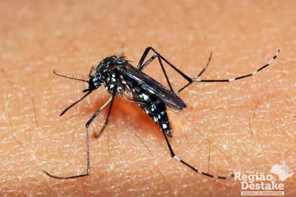 dengue-araraquara
