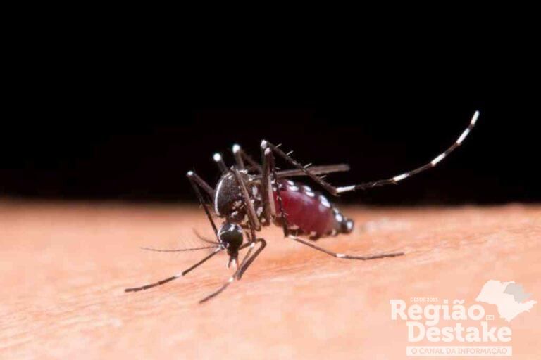dengue-novo