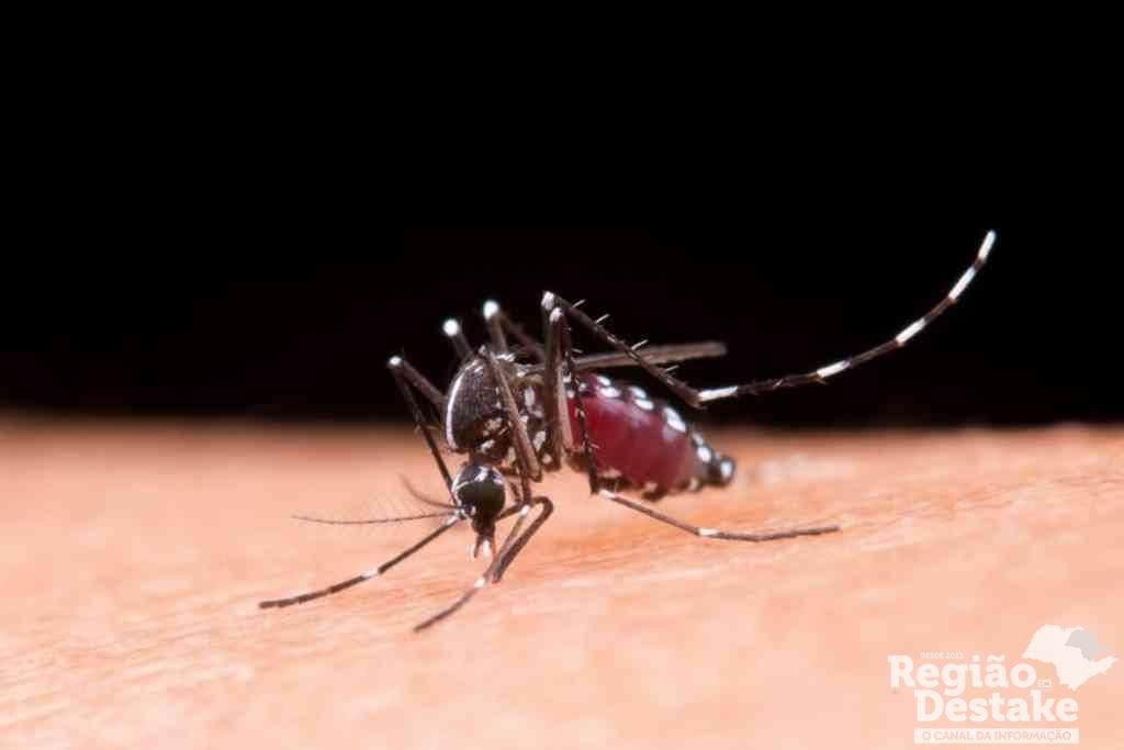 dengue-novo