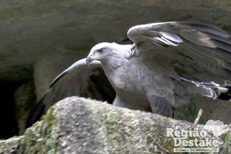 aves