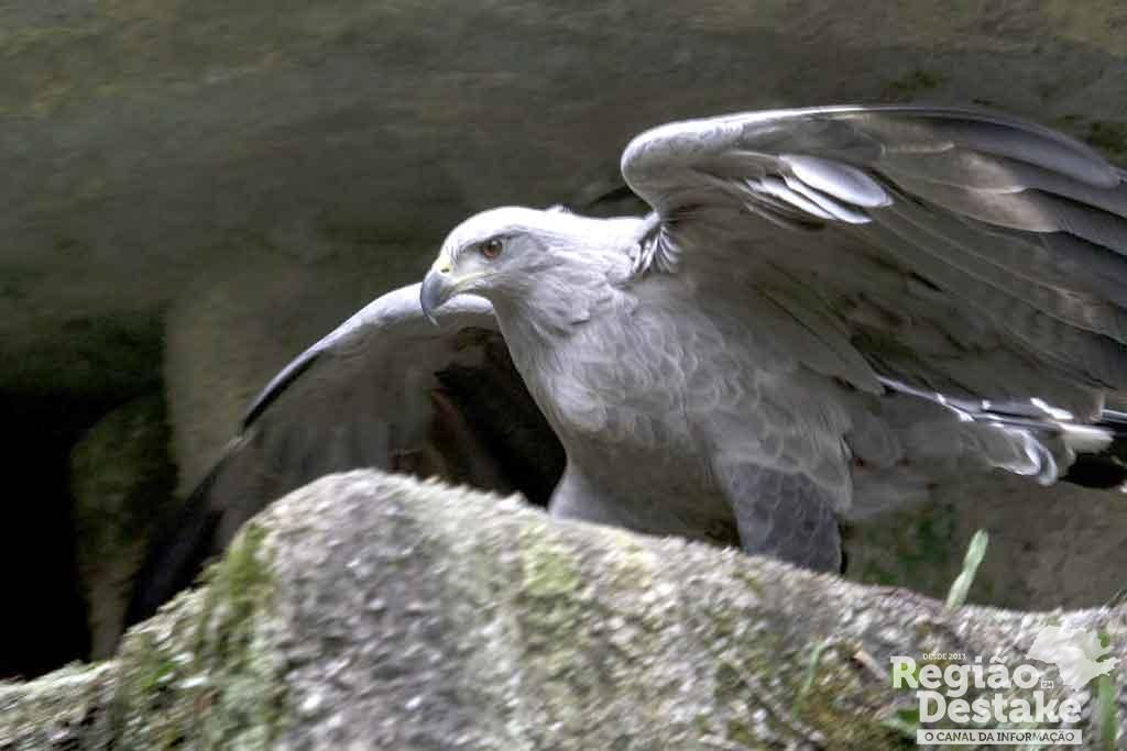 aves