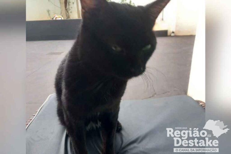 gato